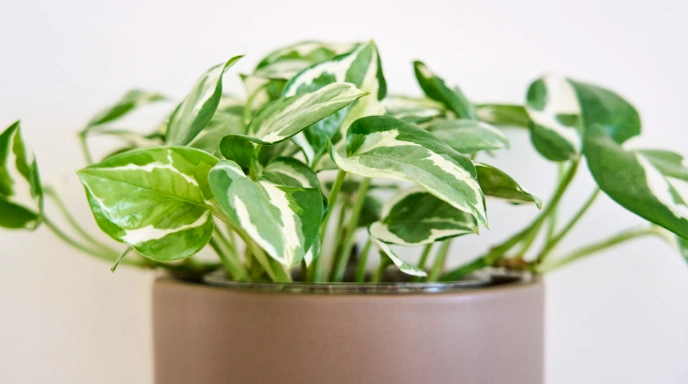 pothos n joy propagation