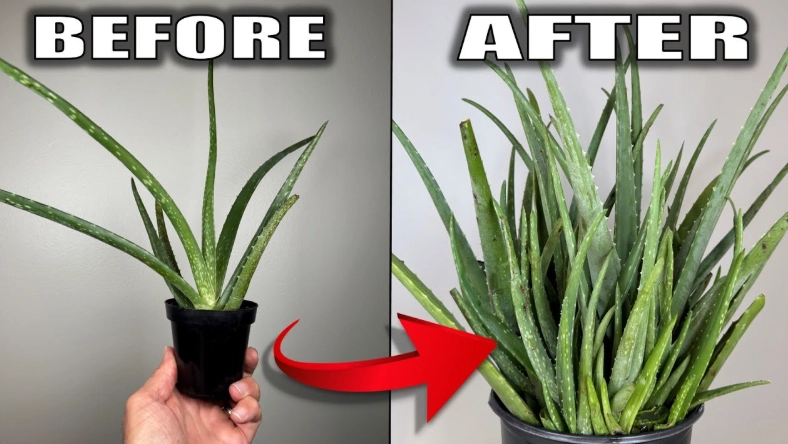 growing aloe vera