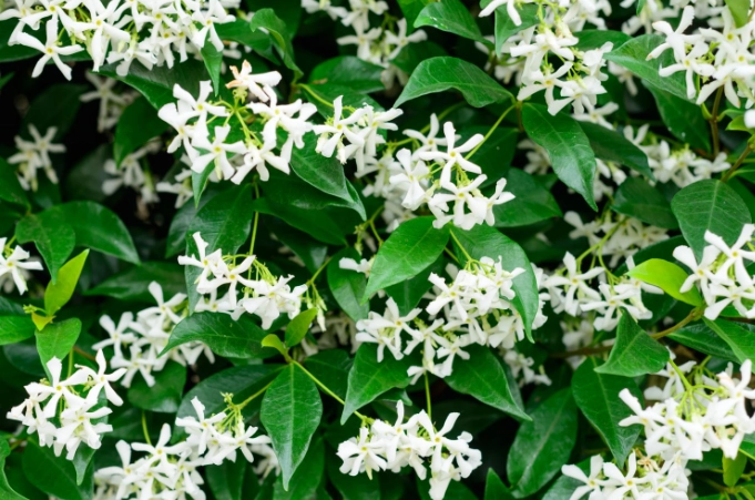 star jasmine care