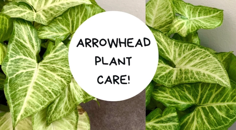 syngonium plant care