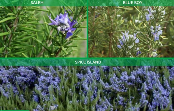 rosemary varieties