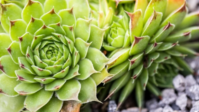 succulent hens and chicks care