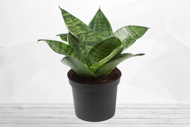 snake plant benefits