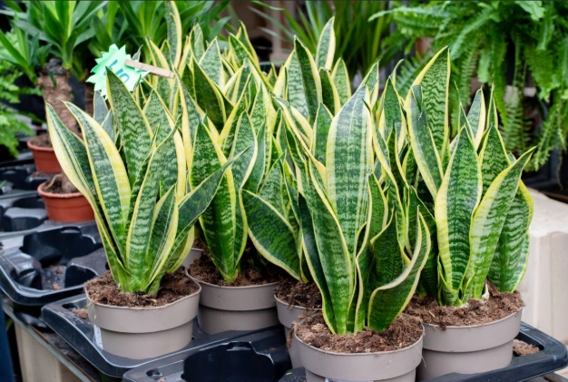 snake plant care
