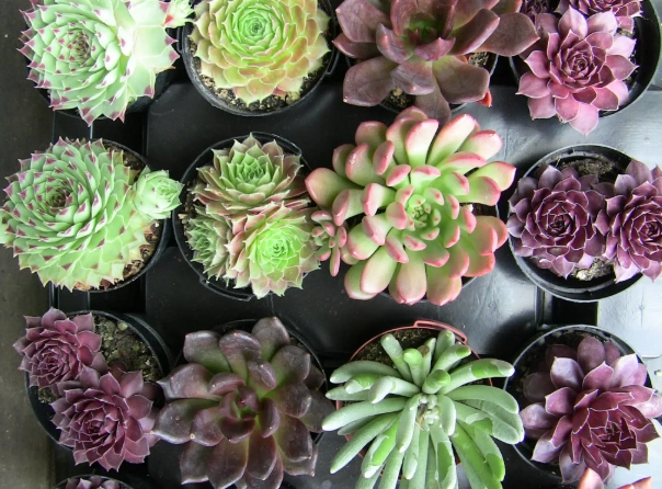 succulent care for beginners