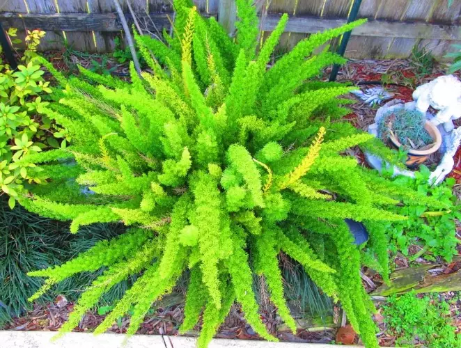 is foxtail fern a true fern is foxtail fern a true fern