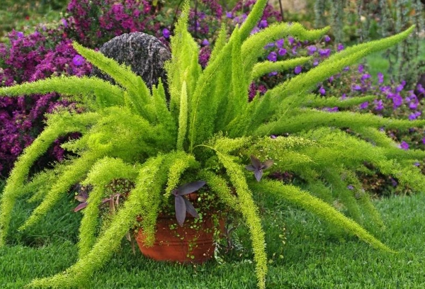 is foxtail fern a true fern is foxtail fern a true fern