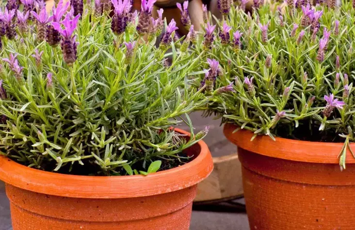 how to care for potted lavender how to care for potted lavender