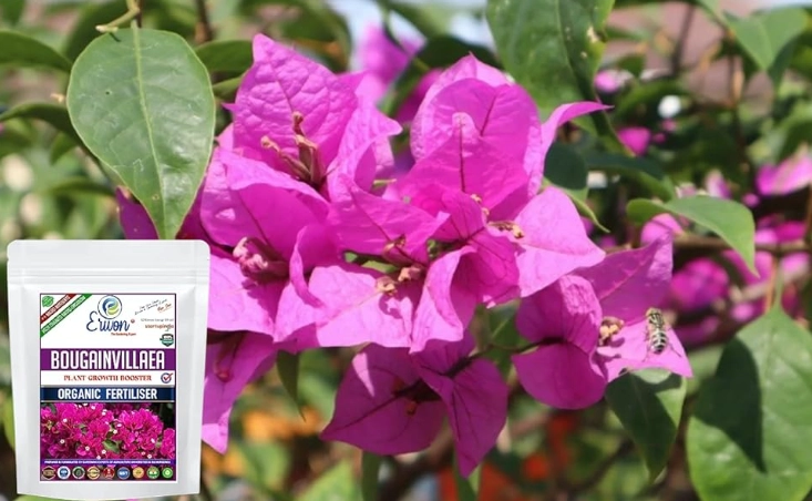 bougainvillea fertilizer