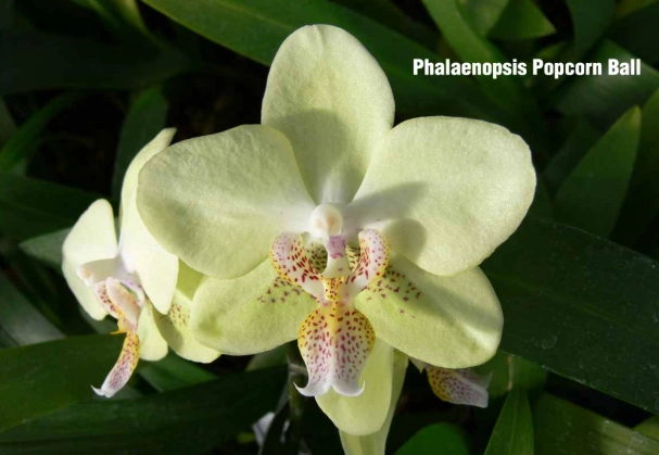 phalaenopsis pulbrohico care