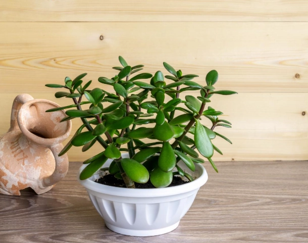 jade plant care jade plant care