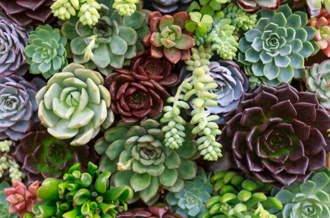 popular succulent types
