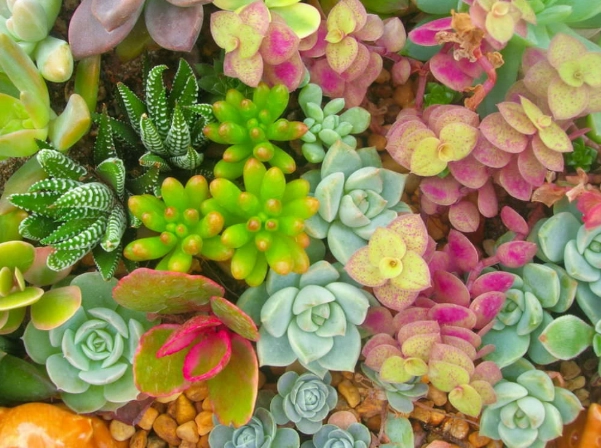 low light succulents