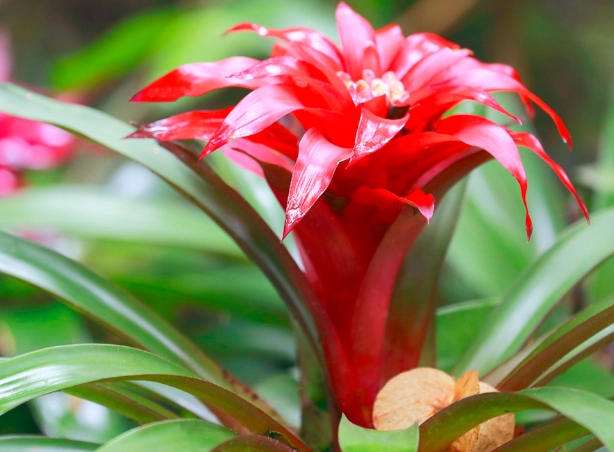guzmania bromeliad