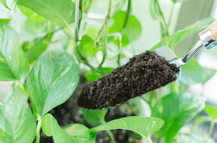 indoor plant potting soil