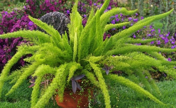 indoor foxtail plant
