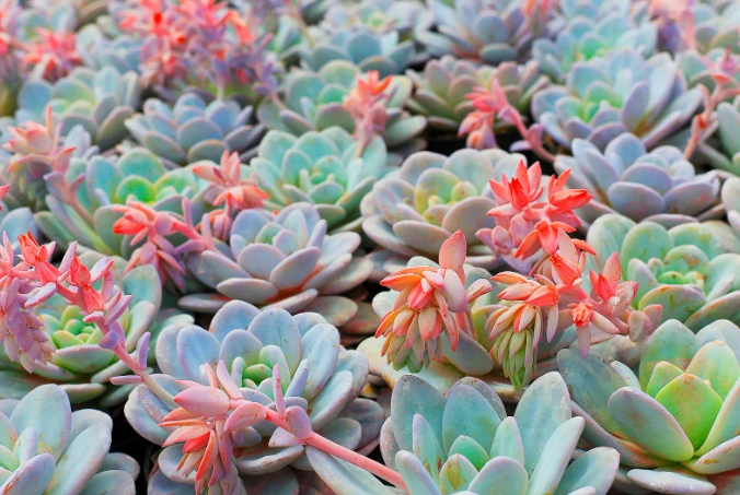 popular succulent types
