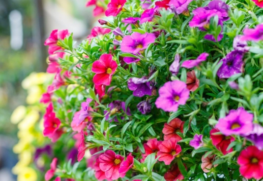 annual flowers for sun