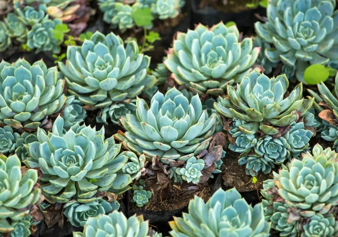 hen and chicks succulent