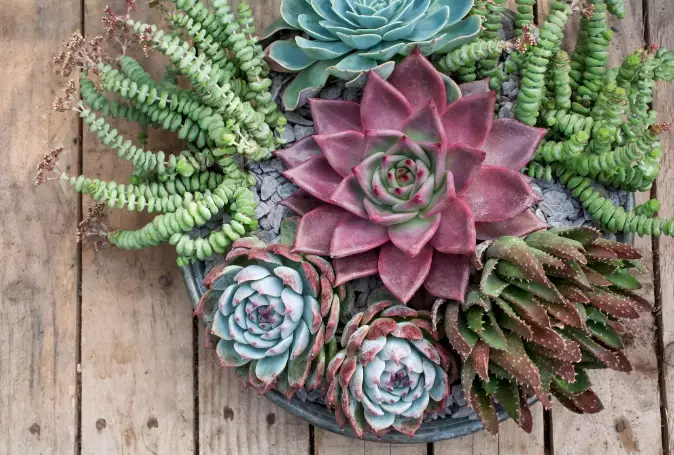 low light succulents