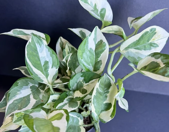 pothos n joy vs marble queen