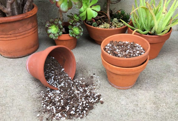 best soil for succulents