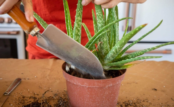 growing aloe vera