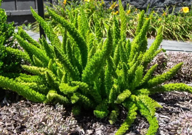 foxtail fern care foxtail fern care
