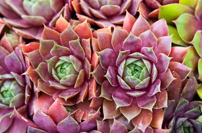 succulent hens and chicks care