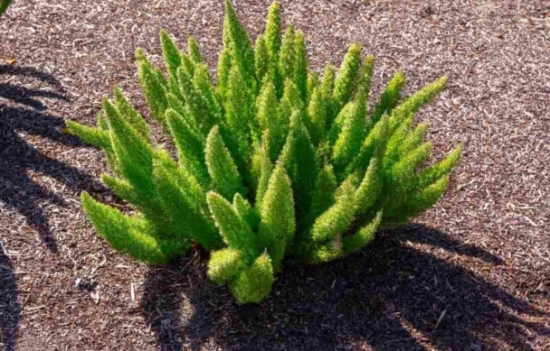 foxtail fern turning yellow