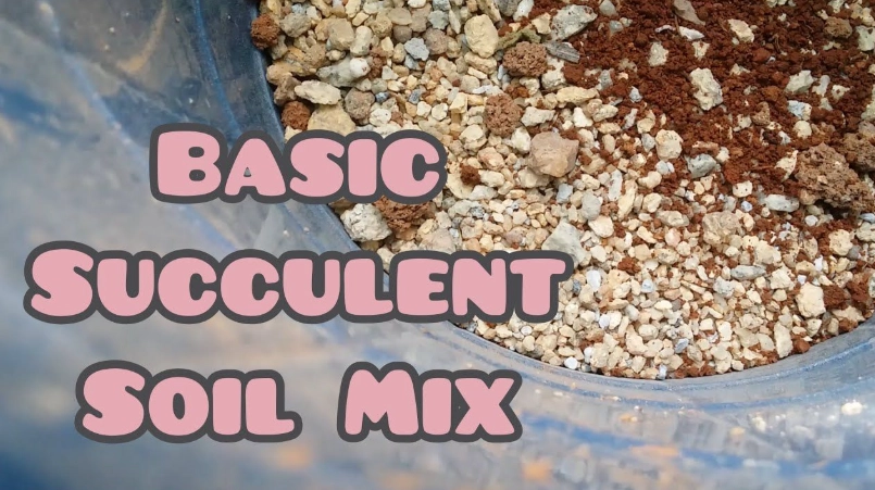how to make succulent soil