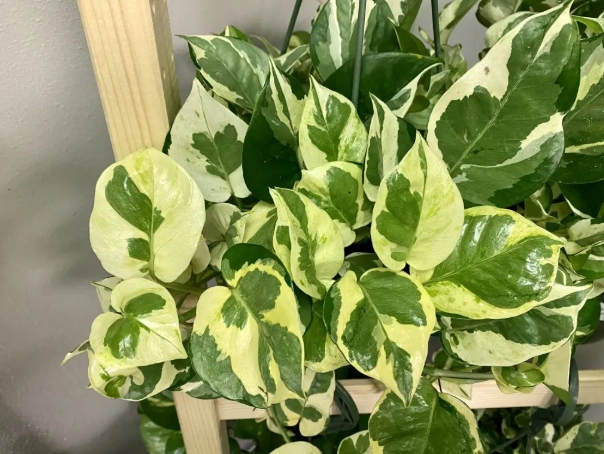 pothos n joy propagation