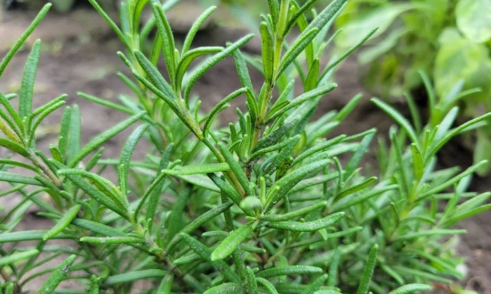 rosemary plant care