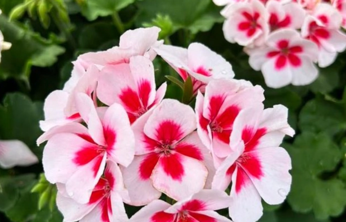 heat tolerant annuals