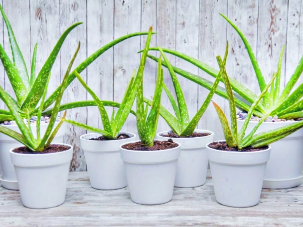 planting aloe vera
