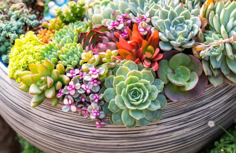 best potting soil for succulents