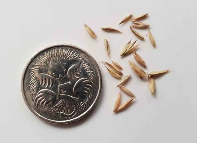 how to grow cat grass