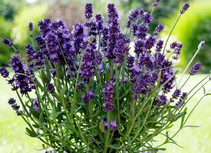how to grow lavender