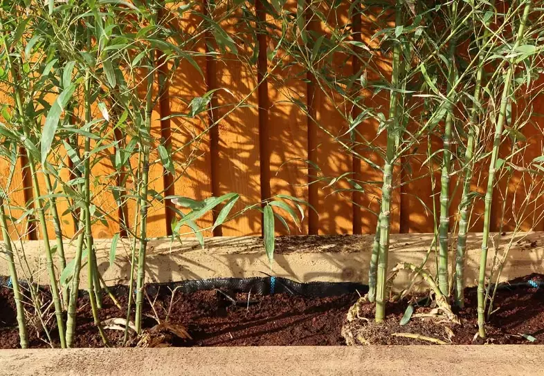 transplanting bamboo transplanting bamboo