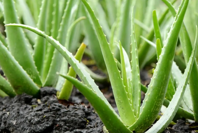 aloe vera plant care