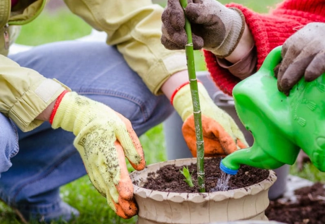 transplanting bamboo transplanting bamboo