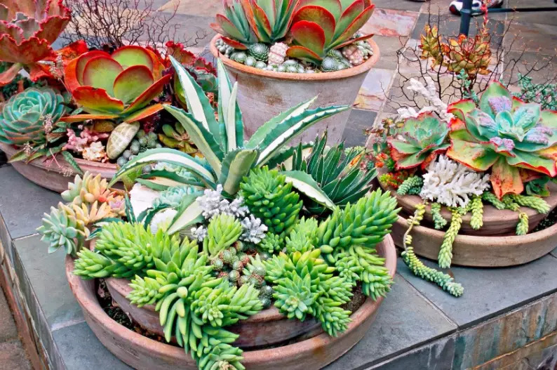 how to make succulent potting mix