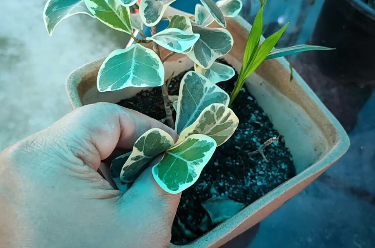 ficus plant problems