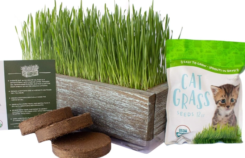 cat grass seeds