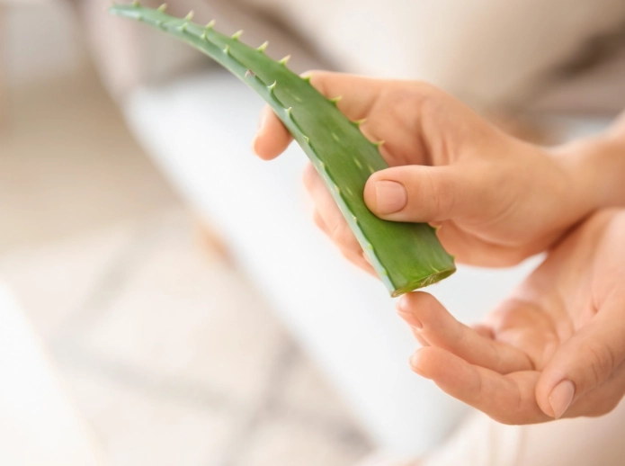 uses for aloe vera plant