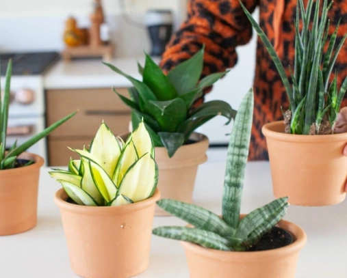 snake plant watering