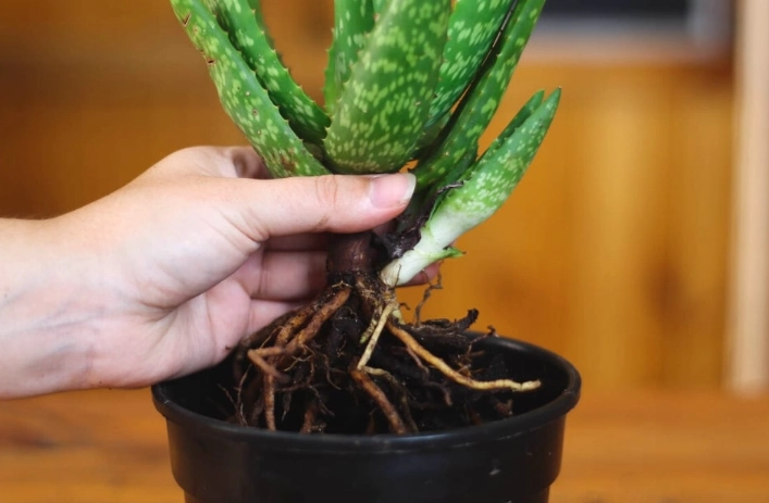 transplanting aloe pups