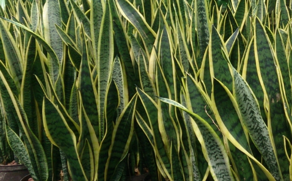 divide sansevieria divide sansevieria