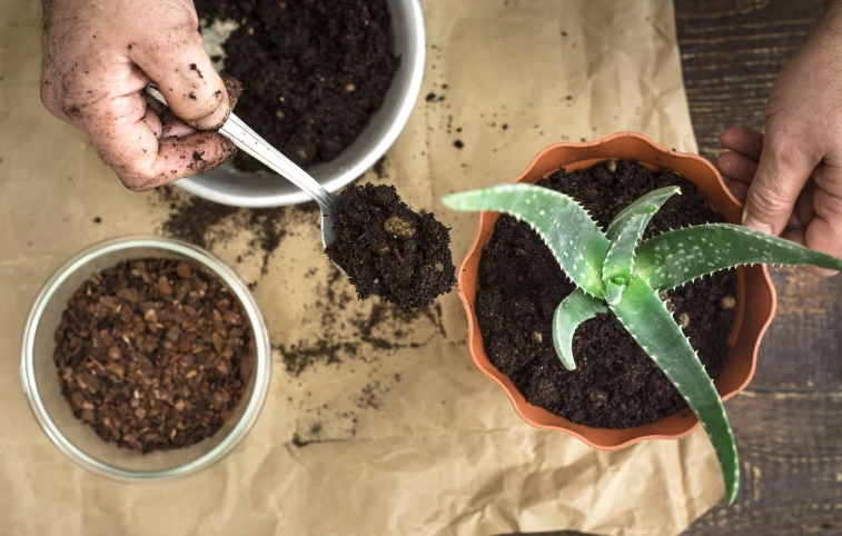 aloe vera repotting