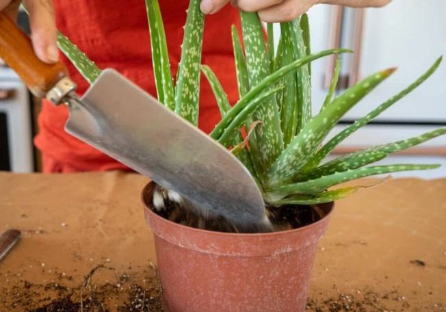 how to replant an aloe plant how to replant an aloe plant